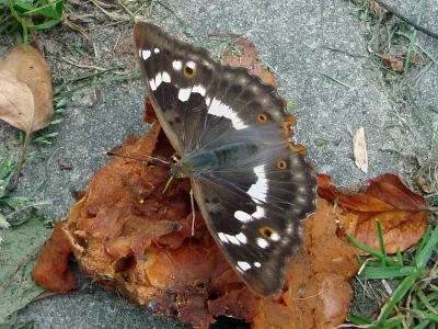 Apatura ilia