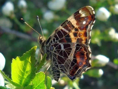 Araschnia levana