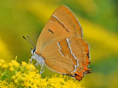 Thecla betulae
