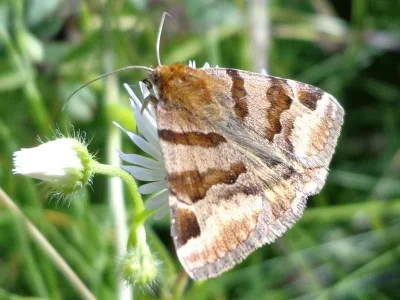 Euclidia (Euclidia) glyphica