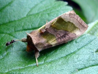 Diachrysia chrysitis
