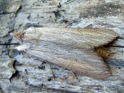 Cucullia umbratica