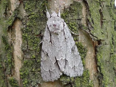 Acronicta (Triaena) psi