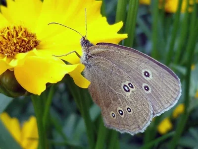 Aphantopus hyperantus