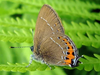 Satyrium (Strymonidia) pruni