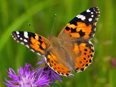 Vanessa cardui