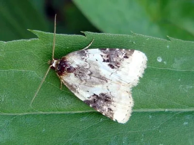 Pseudeustrotia candidula