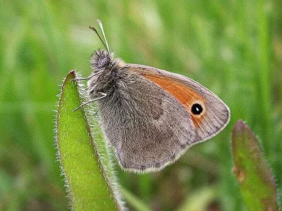 Coenonympha pamphilus