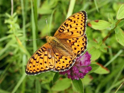 Argynnis (Speyeria) aglaja