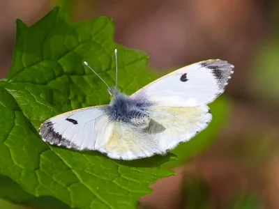 Anthocharis (Anthocharis) cardamines