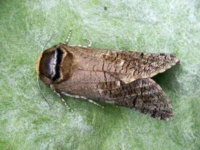 Cossus cossus