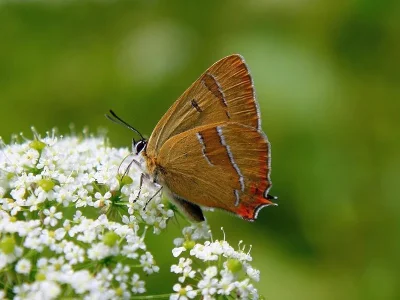 Thecla betulae