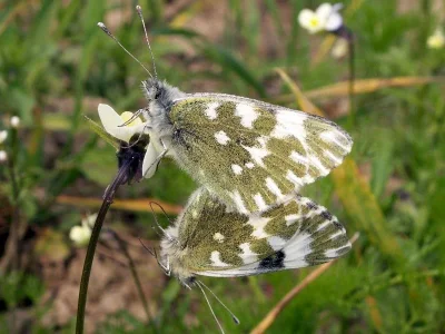 Pontia edusa