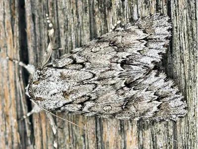 Acronicta (Acronicta) aceris