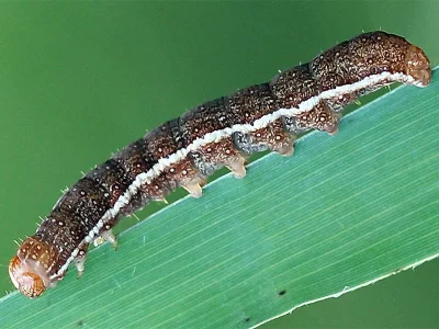 Agrochola (Anchoscelis) helvola