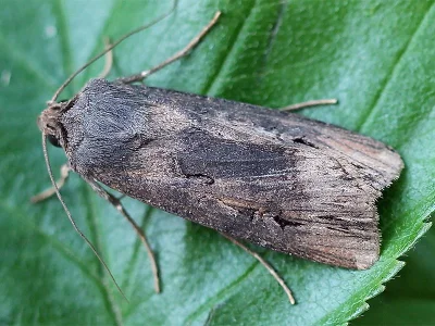 Agrotis (Agrotis) ipsilon
