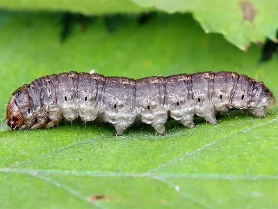Agrotis (A.) ipsilon