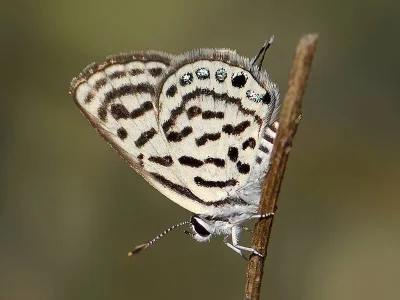 Tarucus balkanica