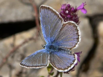 Polyommatus (Polyommatus) escheri