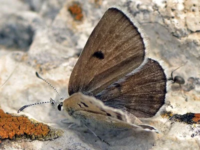 Agriades dardanus