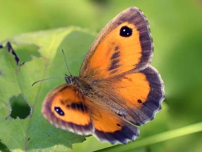 Pyronia (Pyronia) tithonus