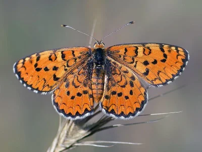 Melitaea trivia