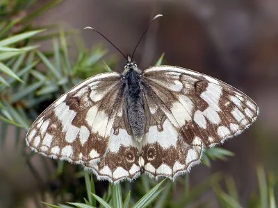 Melanargia (Melanargia) larissa