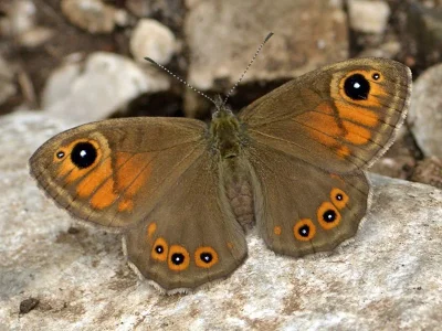 Lasiommata maera