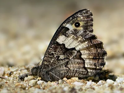 Hipparchia (Hipparchia) syriaca