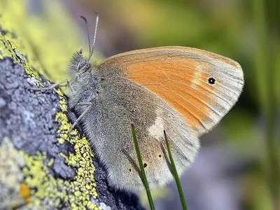 Coenonympha rhodopensis