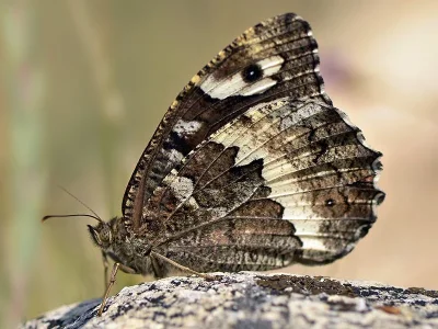 Brintesia circe