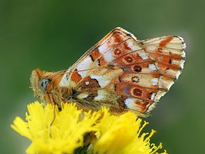 Boloria (Boloria) graeca
