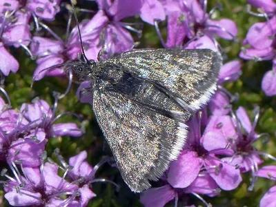 Metaxmeste phrygialis