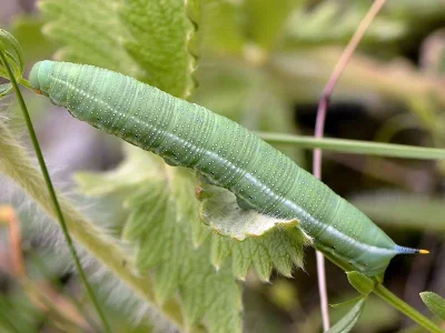 Macroglossum stellatarum