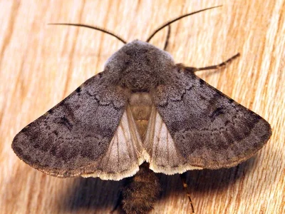 Agrotis (Agrotis) cinerea