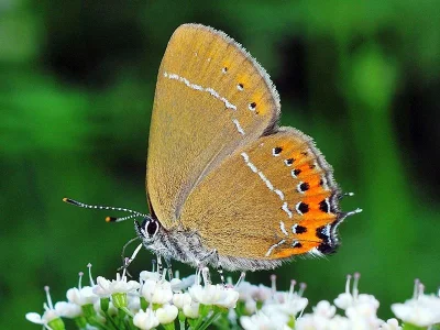 Satyrium (Strymonidia) pruni