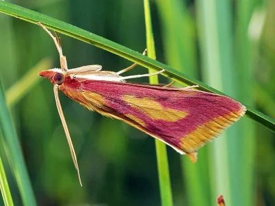 Ostrinia palustralis