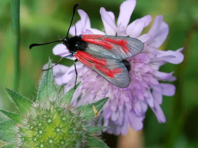 Zygaena (Mesembrynus) minos