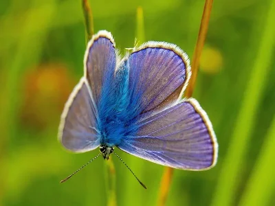 Polyommatus (Polyommatus) icarus