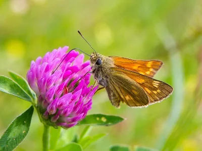 Ochlodes sylvanus