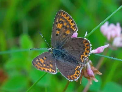 Lycaena (Heodes) tityrus