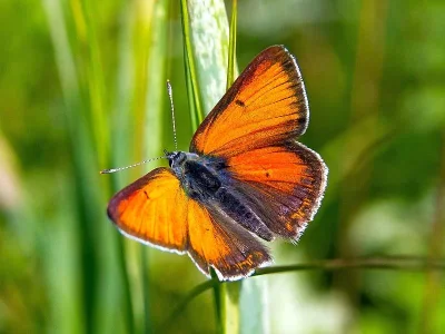 Lycaena (Heodes) hippothoe