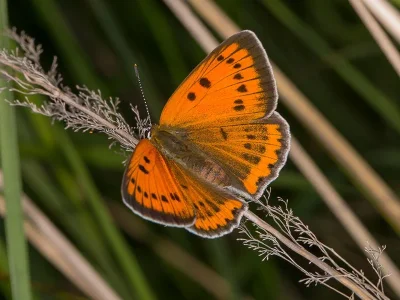 Lycaena (Thersamolycaena) dispar