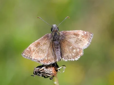 Erynnis tages
