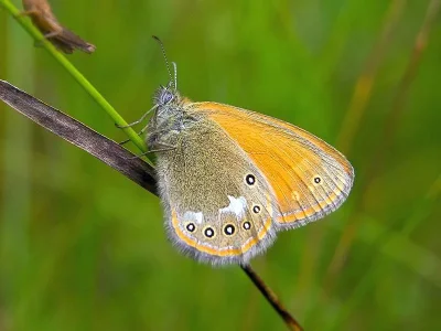 Coenonympha glycerion