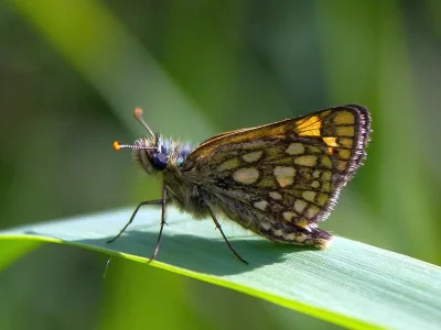 Carterocephalus palaemon