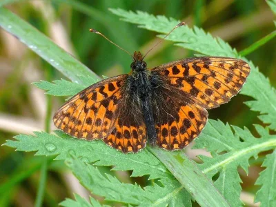 Boloria (Clossiana) dia