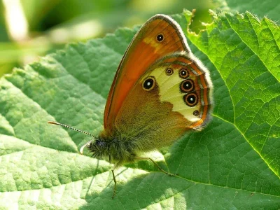 Coenonympha arcania