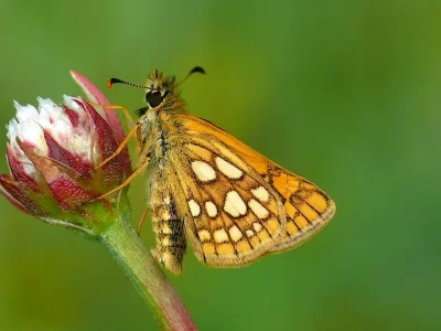 Carterocephalus palaemon