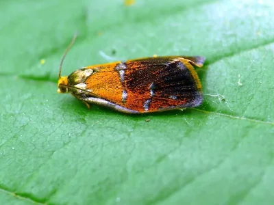 Ptycholoma lecheana